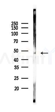 Phospho-Smad2/3 (Thr8) Antibody - Western blot analysis of lysates from Rat lung, using Phospho-Smad2/3 (Thr8) Antibody at 1/1000 dilution.