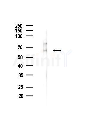 Phospho-CaMK4 (Thr200) Antibody - Western blot analysis of lysates from RAW264.