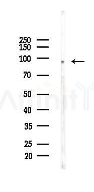 Phospho-Trk B (Tyr516) Antibody - Western blot analysis of lysates from Mouse testis, using Phospho-Trk B (Tyr516) Antibody at 1/1000 dilution.