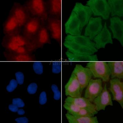 Phospho-GRF-1 (Tyr1105) Antibody - AF3484 staining Hela cells(45min of heat-shock treatment) by IF/ICC.
