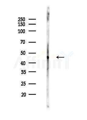 Phospho-CaMKII alpha/beta/delta (Thr305) Antibody - Western blot analysis of lysates from Rat liver, using Phospho-CaMKII alpha/beta/delta (Thr305) Antibody at 1/1000 dilution.