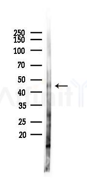 Phospho-Parkin (Ser65) Antibody - Western blot analysis of lysates from Mouse lung, using Phospho-Parkin (Ser65) Antibody at 1/1000 dilution.