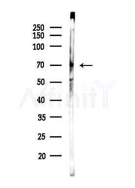 Phospho-IRF-7 (Ser437/Ser438) Antibody - Western blot analysis of lysates from Rat testis, using Phospho-IRF-7 (Ser437/Ser438) Antibody at 1/1000 dilution.