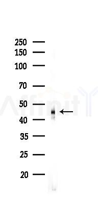 Phospho-p38 MAPK (Thr180/Tyr182) Antibody - Western blot analysis of lysates from Rat brain, using Phospho-p38 MAPK (Thr180/Tyr182) Antibody at 1/1000 dilution.