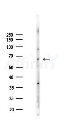 Phospho-NAKED1 (Ser348) Antibody - Western blot analysis of lysates from COLO205 cells(LPS 4h treatment), using Phospho-NAKED1 (Ser348) Antibody at 1/1000 dilution.