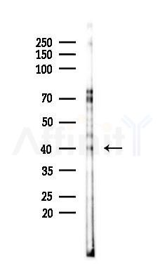 Phospho-TOB1 (Ser164) Antibody - Western blot analysis of lysates from K562 cells(LPS 4h treatment), using Phospho-TOB1 (Ser164) Antibody at 1/1000 dilution.
