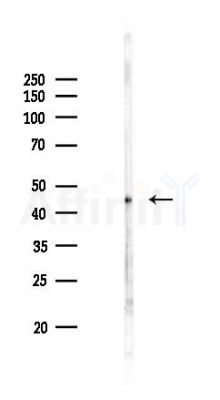 Phospho-GKAP (Ser25) Antibody - Western blot analysis of lysates from Rat testis, using Phospho-GKAP (Ser25) Antibody at 1/1000 dilution.