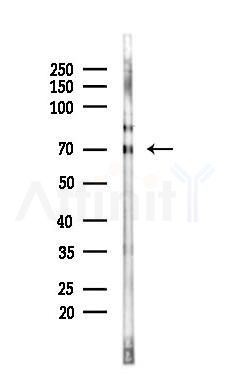 Phospho-RanBP3 (Ser126) Antibody - Western blot analysis of lysates from K562 cells(LPS 4h treatment), using Phospho-RanBP3 (Ser126) Antibody at 1/1000 dilution.