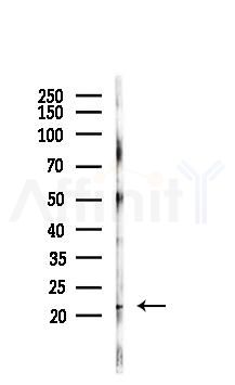 ENSA Antibody - Western blot analysis of lysates from Mouse kidney, using ENSA Antibody at 1/1000 dilution.