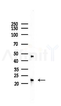 ENSA Antibody - Western blot analysis of lysates from 293 cells(UV 30min treatment), using ENSA Antibody at 1/1000 dilution.