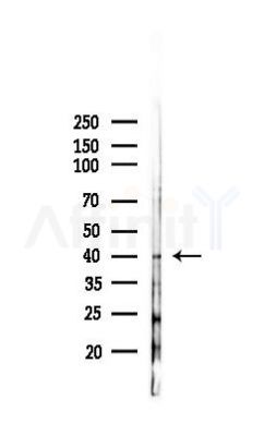 BMP2 Antibody - Western blot analysis of lysates from Hela cells(UV 30min treatment), using BMP2 Antibody at 1/1000 dilution.