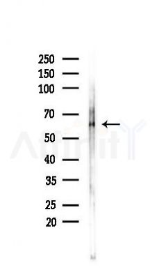 RUNX2 Antibody - Western blot analysis of lysates from PC12 cells(LPS 4h treatment), using RUNX2 Antibody at 1/1000 dilution.