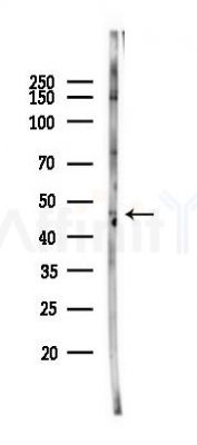 EDG2 Antibody - Western blot analysis of lysates from Mouse lung, using EDG2 Antibody at 1/1000 dilution.