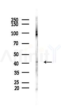 EDG2 Antibody - Western blot analysis of lysates from Mouse lung, using EDG2 Antibody at 1/1000 dilution.