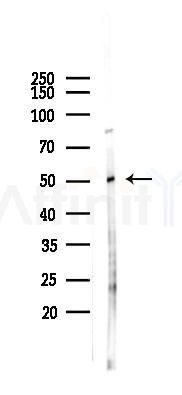 ACTG2 Antibody - Western blot analysis of lysates from 293 cells(LPS 4h treatment), using ACTG2 Antibody at 1/1000 dilution.