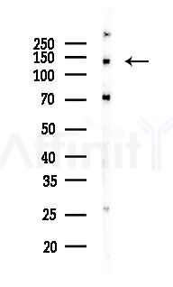 PGC1 Antibody - Western blot analysis of lysates from RAW264.