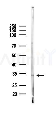 Cyclin C Antibody - Western blot analysis of lysates from RAW264.