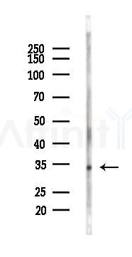 Cyclin C Antibody - Western blot analysis of lysates from Rat spleen, using Cyclin C Antibody at 1/1000 dilution.