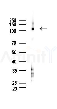 JAK2 Antibody - Western blot analysis of lysates from RAW264.