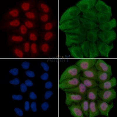 c-Jun Antibody - AF6089 staining Hela cells(30min of UV treatment) by IF/ICC.