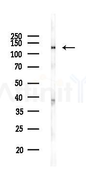 SREBP1 Antibody - Western blot analysis of lysates from RAW264.