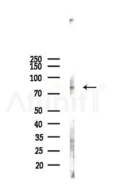 STAT3 Antibody - Western blot analysis of lysates from RAW264.
