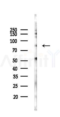 STAT3 Antibody - Western blot analysis of lysates from Rat testis, using STAT3 Antibody at 1/1000 dilution.