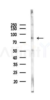 STAT3 Antibody - Western blot analysis of lysates from Rat lung, using STAT3 Antibody at 1/1000 dilution.