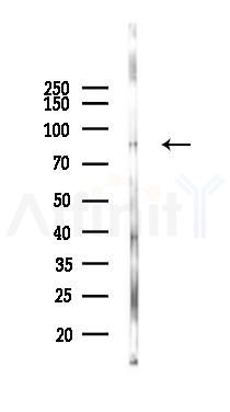 STAT3 Antibody - Western blot analysis of lysates from Mouse lung, using STAT3 Antibody at 1/1000 dilution.
