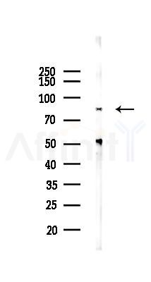 STAT3 Antibody - Western blot analysis of lysates from HUVEC cells(LPS 4h treatment), using STAT3 Antibody at 1/1000 dilution.