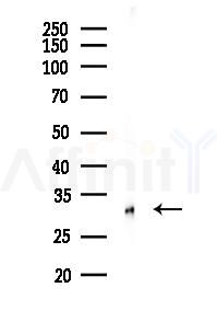 Caspase 3 Antibody - Western blot analysis of lysates from Rat heart, using Caspase 3 Antibody at 1/1000 dilution.