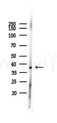 JNK1/2/3 Antibody - Western blot analysis of lysates from Rat liver, using JNK1/2/3 Antibody at 1/1000 dilution.