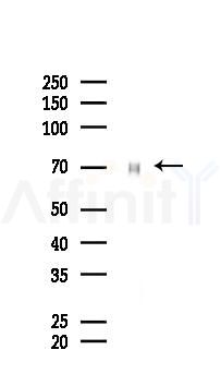 SOX9 Antibody - Western blot analysis of lysates from 293 cells(LPS 4h treatment), using SOX9 Antibody at 1/1000 dilution.