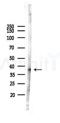 Caspase 9 Antibody - Western blot analysis of lysates from Mouse liver, using Caspase 9 Antibody at 1/1000 dilution.