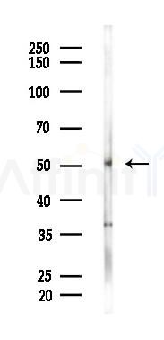 Smad2/3 Antibody - Western blot analysis of lysates from Rat muscle, using Smad2/3 Antibody at 1/1000 dilution.