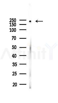 TRAP220/MED1 Antibody - Western blot analysis of lysates from RAW264.