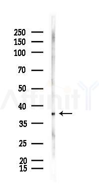 p38 MAPK Antibody - Western blot analysis of lysates from Rat liver, using p38 MAPK Antibody at 1/1000 dilution.