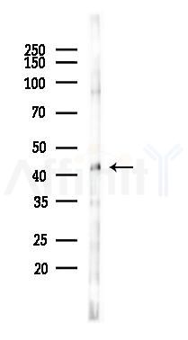 p38 MAPK Antibody - Western blot analysis of lysates from RAW264.