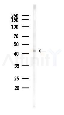 p38 MAPK Antibody - Western blot analysis of lysates from Hela cells(LPS 4h treatment), using p38 MAPK Antibody at 1/1000 dilution.