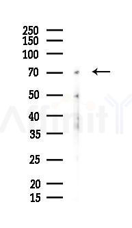 Synapsin I Antibody - Western blot analysis of lysates from Mouse testis, using Synapsin I Antibody at 1/1000 dilution.