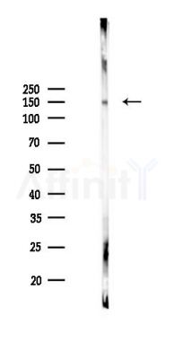 Collagen I Antibody - Western blot analysis of lysates from Hela cells(LPS 4h treatment), using Collagen I Antibody at 1/1000 dilution.
