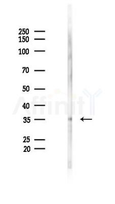 TNF alpha Antibody - Western blot analysis of lysates from RAW264.