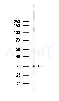 TNF alpha Antibody - Western blot analysis of lysates from Mouse muscle, using TNF alpha Antibody at 1/1000 dilution.