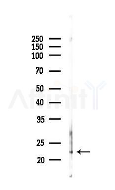 TNF alpha Antibody - Western blot analysis of lysates from Mouse lung, using TNF alpha Antibody at 1/1000 dilution.