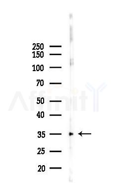 TNF alpha Antibody - Western blot analysis of lysates from PC12 cells(UV 30min treatment), using TNF alpha Antibody at 1/1000 dilution.