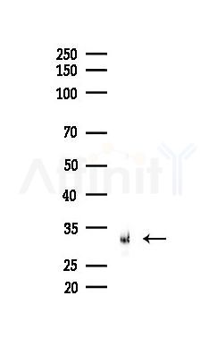 TNF alpha Antibody - Western blot analysis of lysates from RAW264.