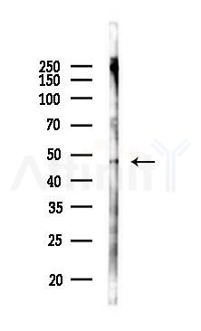 Phospho-Cytokeratin 18 (Tyr13) Antibody - Western blot analysis of lysates from 293 cells(heat-shock 45min treatment), using Phospho-Cytokeratin 18 (Tyr13) Antibody at 1/1000 dilution.