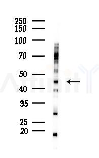 Phospho-NCF1/p47-phox (Ser304) Antibody - Western blot analysis of lysates from B16F10-LUC cells(UV 30min treatment), using Phospho-NCF1/p47-phox (Ser304) Antibody at 1/1000 dilution.
