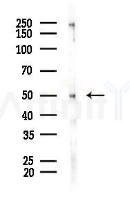 Phospho-GATA2 (Ser192) Antibody - Western blot analysis of lysates from B16F10-LUC cells(UV 30min treatment), using Phospho-GATA2 (Ser192) Antibody at 1/1000 dilution.