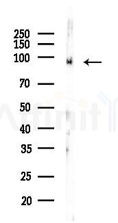 Phospho-PSD95 (Tyr609) Antibody - Western blot analysis of lysates from Mouse brain, using Phospho-PSD95 (Tyr609) Antibody at 1/1000 dilution.